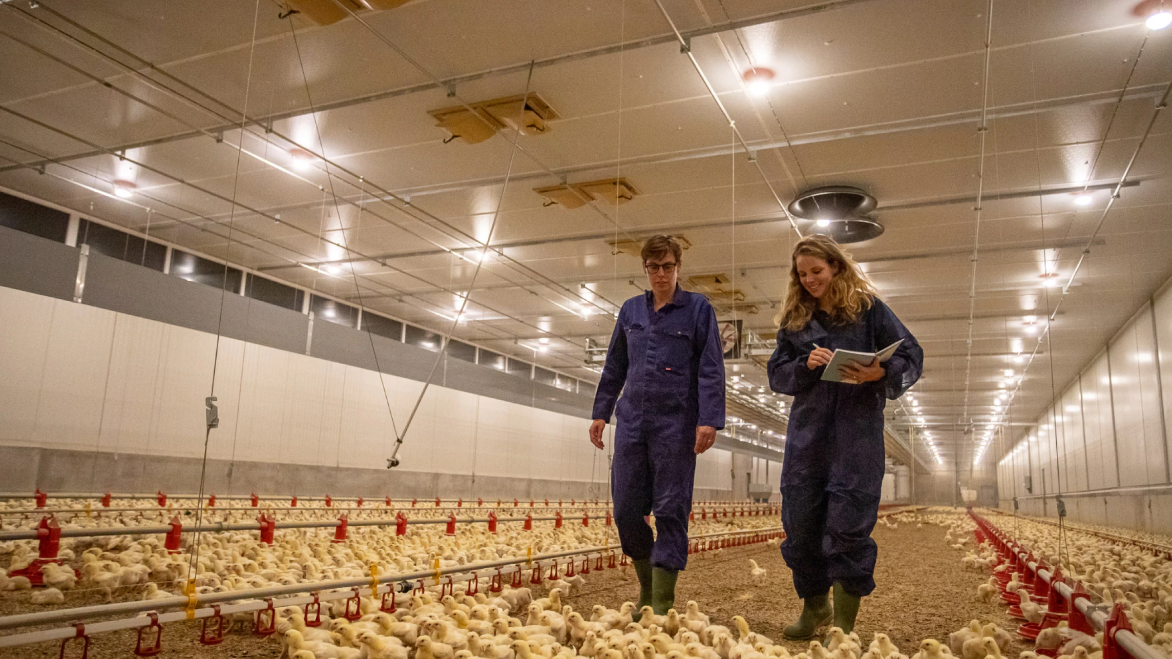 Lichtsysteem kuikenboerderij