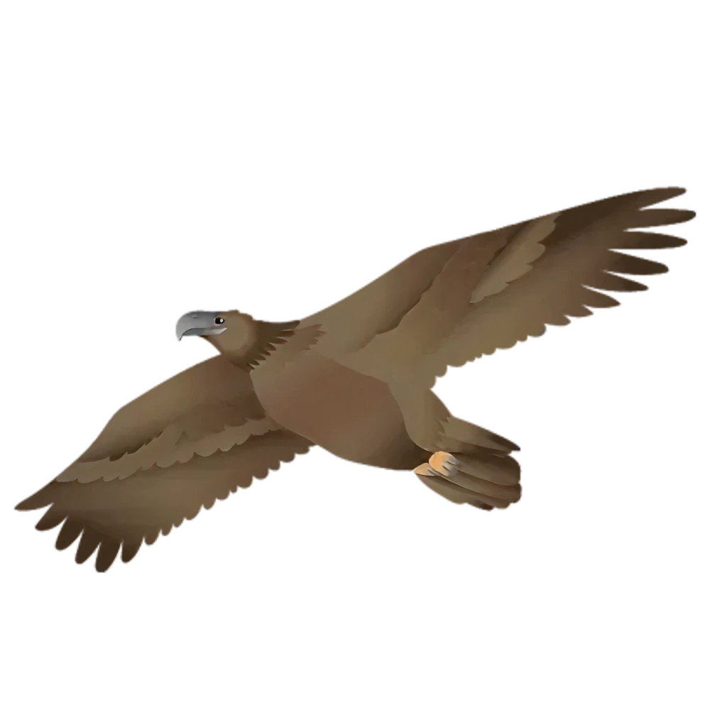 Visual adelaar ZiE-ZOOPIA app